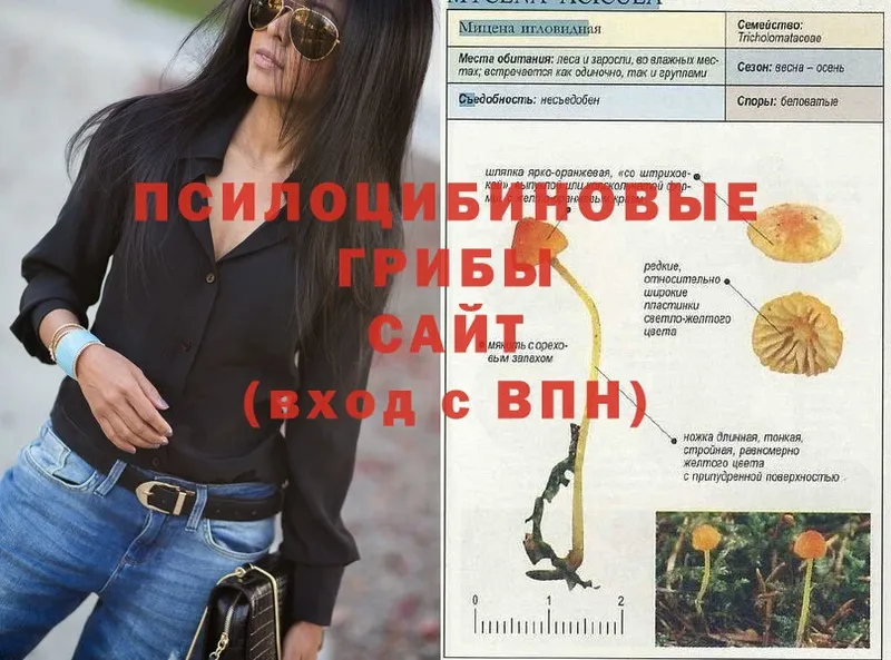 Галлюциногенные грибы Psilocybe  купить  цена  Краснозаводск 